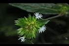毛蓮菜-花09.JPG