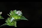 毛蓮菜-花10.JPG