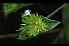 毛蓮菜-花11.JPG