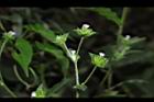 毛蓮菜-花序05.JPG