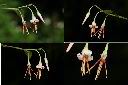 毛蕊木-毛蕊1.jpg