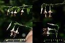 毛蕊木-花2.jpg