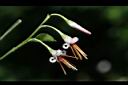 毛蕊木-花49.JPG