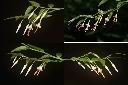 毛蕊木-花序1.jpg