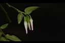 毛蕊木-花苞04.JPG