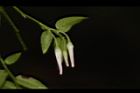 毛蕊木-花苞03.JPG