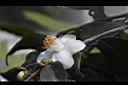 毛藥山茶-花02.JPG