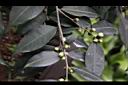 毛藥山茶-花苞01.JPG