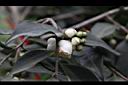 毛藥山茶-花苞09.JPG