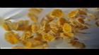 毛藥山茶-花藥31.JPG