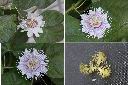 毛西番蓮-花.jpg