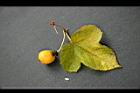 毛西番蓮-紅實03.jpg