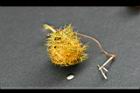 毛西番蓮-紅實05.jpg