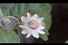 毛西番蓮-花00.jpg