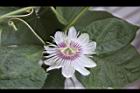 毛西番蓮-花05.jpg