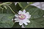 毛西番蓮-花06.jpg