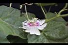 毛西番蓮-花08.jpg