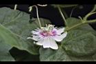 毛西番蓮-花09.jpg