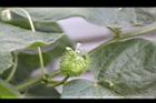毛西番蓮-花二00.jpg