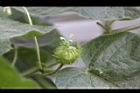 毛西番蓮-花二01.jpg