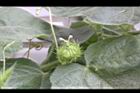 毛西番蓮-花二08.jpg