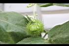 毛西番蓮-花二09.jpg