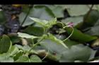 毛西番蓮-花苞20.jpg