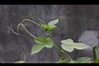 毛西番蓮-花苞21.jpg