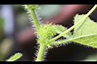 毛西番蓮-花苞26.jpg
