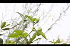 毛西番蓮-花苞28.jpg