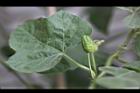 毛西番蓮-花苞5.jpg