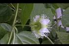 毛西番蓮-花萼06.JPG
