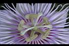 毛西番蓮-花蕊01.JPG