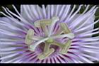 毛西番蓮-花蕊03.JPG