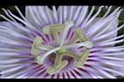 毛西番蓮-花蕊04.JPG