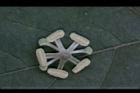 毛西番蓮-雄蕊03.JPG