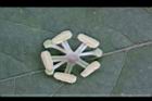 毛西番蓮-雄蕊05.JPG