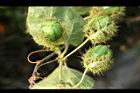 毛西番蓮-青實07.jpg