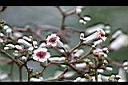 毛雞屎藤-花1.jpg