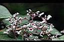 毛雞屎藤-花2.jpg