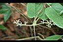 毛雞屎藤-花苞0.jpg