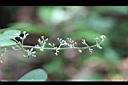 毛雞屎藤-花苞1.jpg