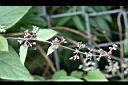 毛雞屎藤-花苞8.jpg