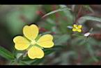 水丁香-花05.jpg