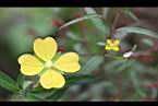 水丁香-花06.jpg