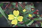 水丁香-花15.jpg