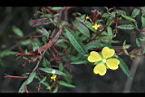 水丁香-花17.jpg