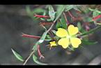 水丁香-花21.jpg