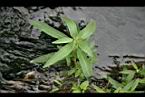 水丁香-葉0.jpg