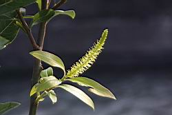 水柳-雄花序04.JPG